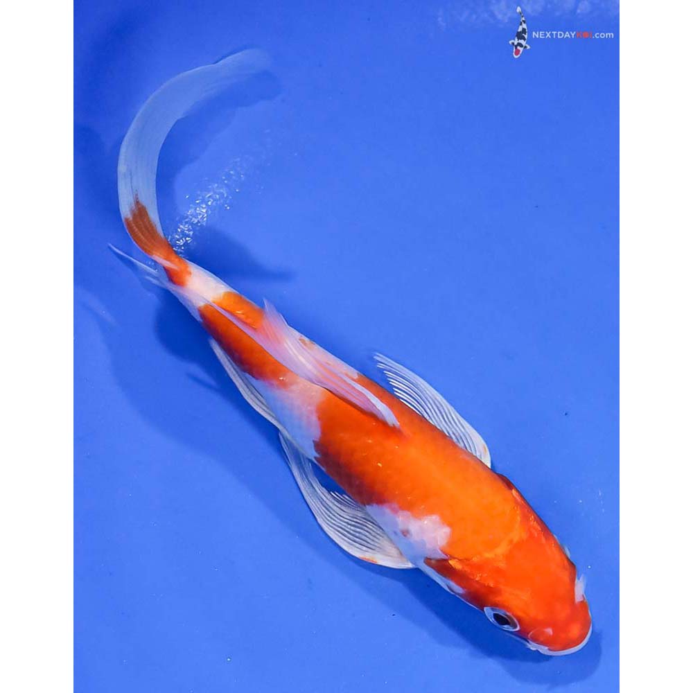 6” Imported Hariwake Butterfly Koi - Image 3
