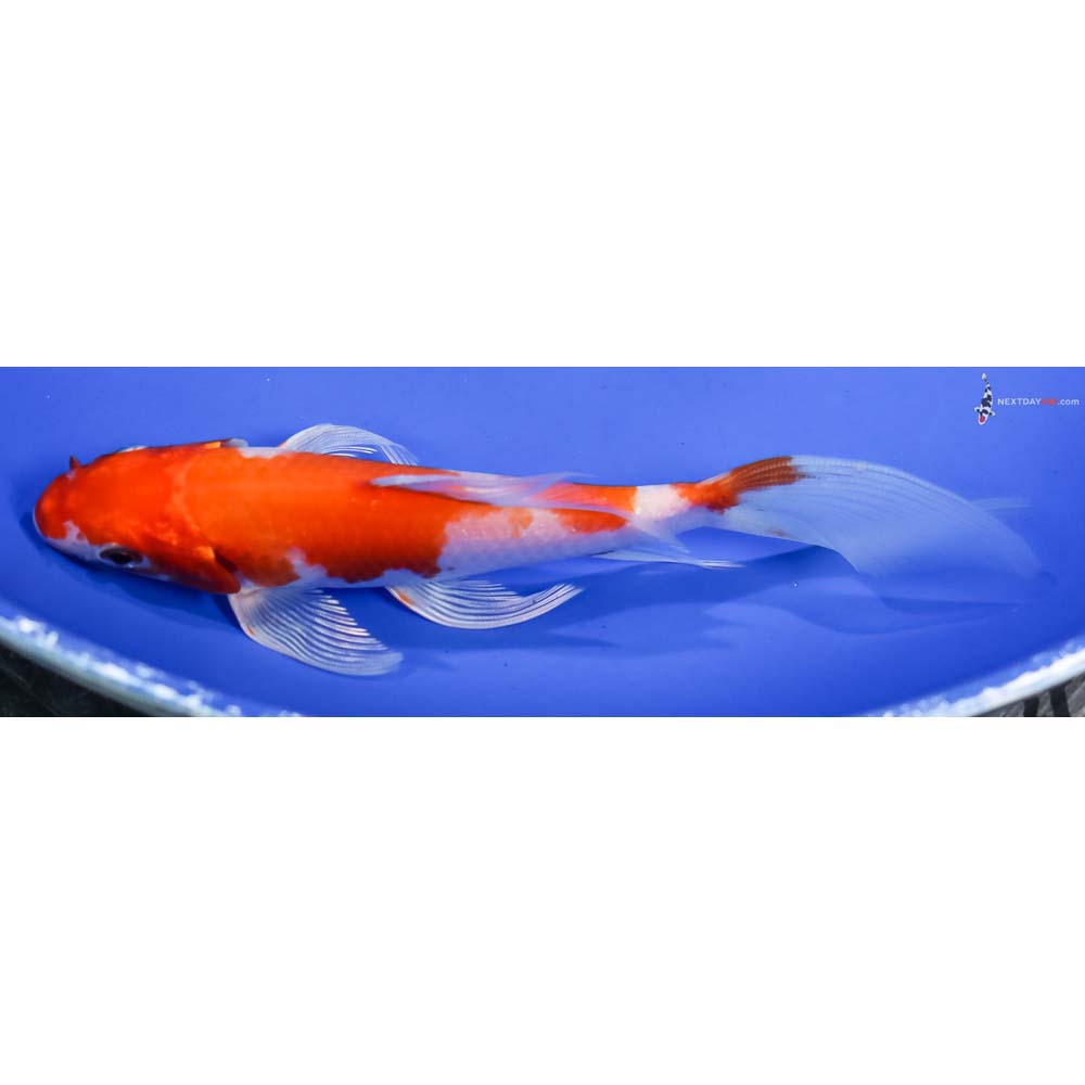6” Imported Hariwake Butterfly Koi - Image 4