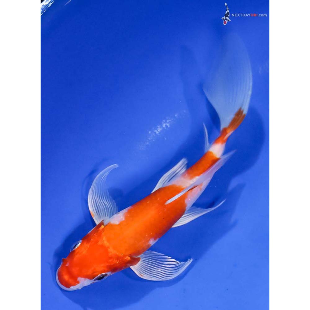 6” Imported Hariwake Butterfly Koi - Image 5