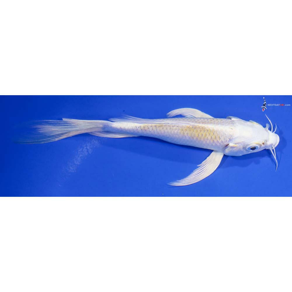 6.5” Imported Lemon Hariwake Butterfly Koi - Image 2