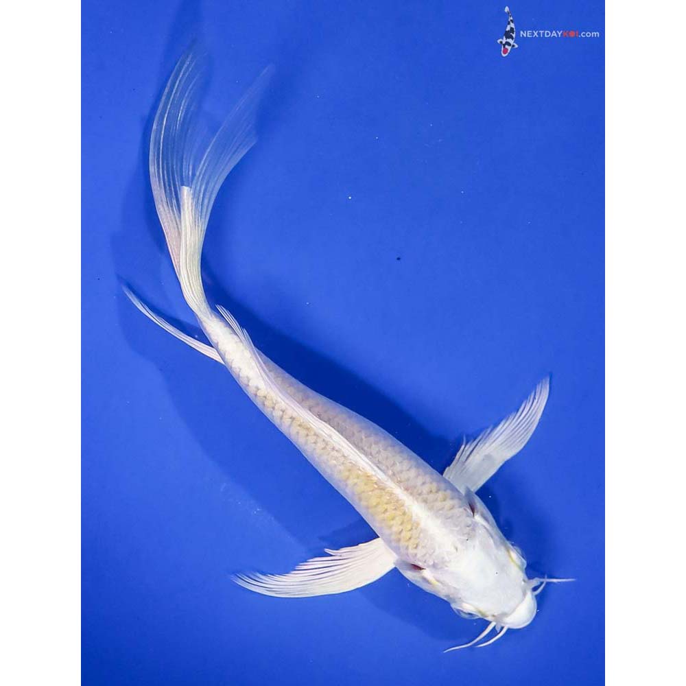 6.5” Imported Lemon Hariwake Butterfly Koi - Image 3