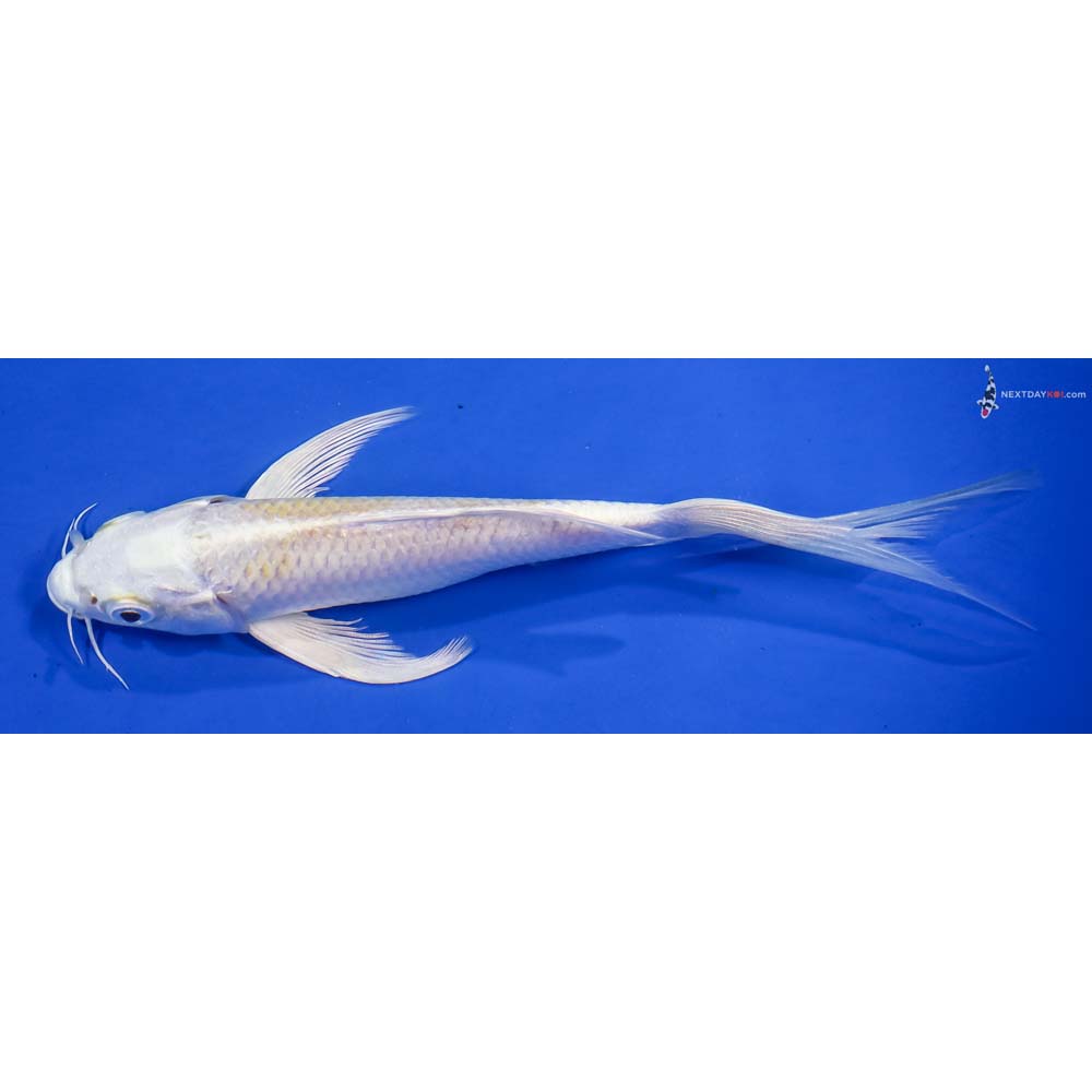 6.5” Imported Lemon Hariwake Butterfly Koi - Image 4