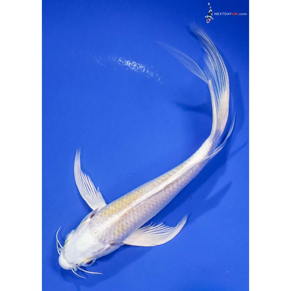 6.5” Imported Lemon Hariwake Butterfly Koi - Image 5