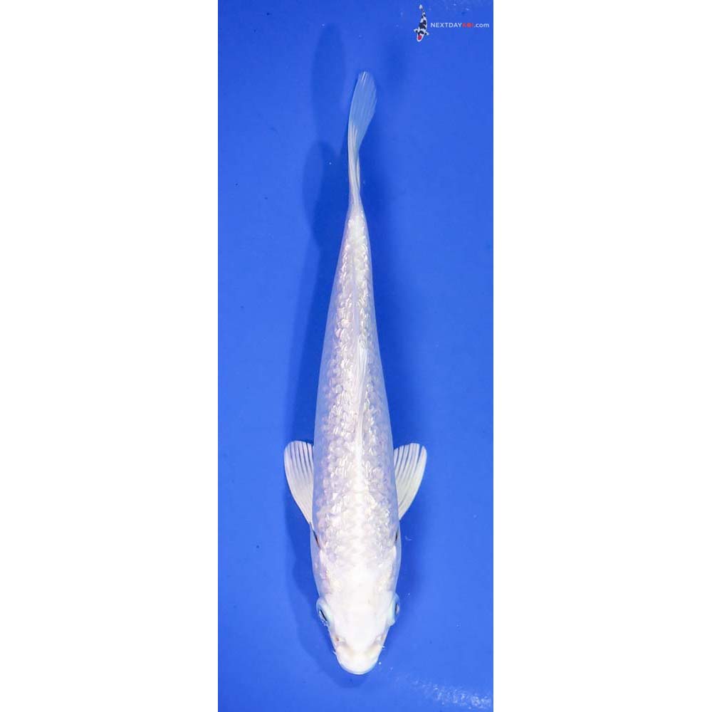 6” Imported Gin Rin Platinum Ogon