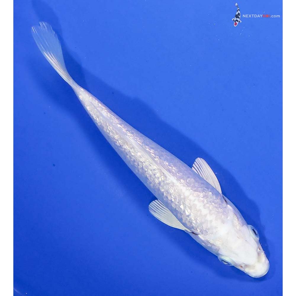 6” Imported Gin Rin Platinum Ogon - Image 3