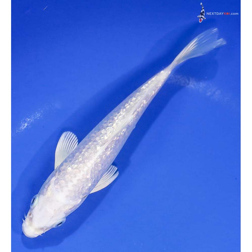 6” Imported Gin Rin Platinum Ogon - Image 5