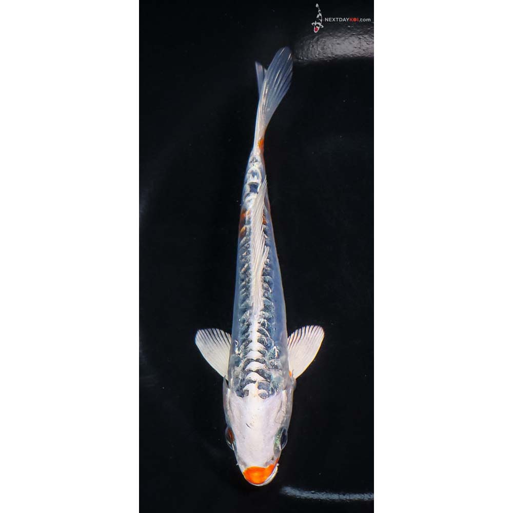 6” Imported Doitsu Blue Kujaku