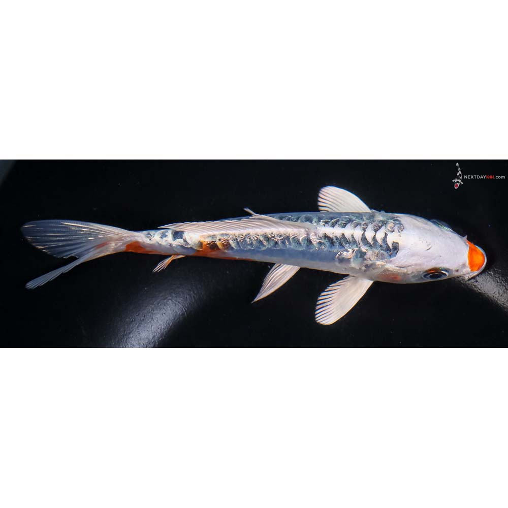 6” Imported Doitsu Blue Kujaku - Image 2