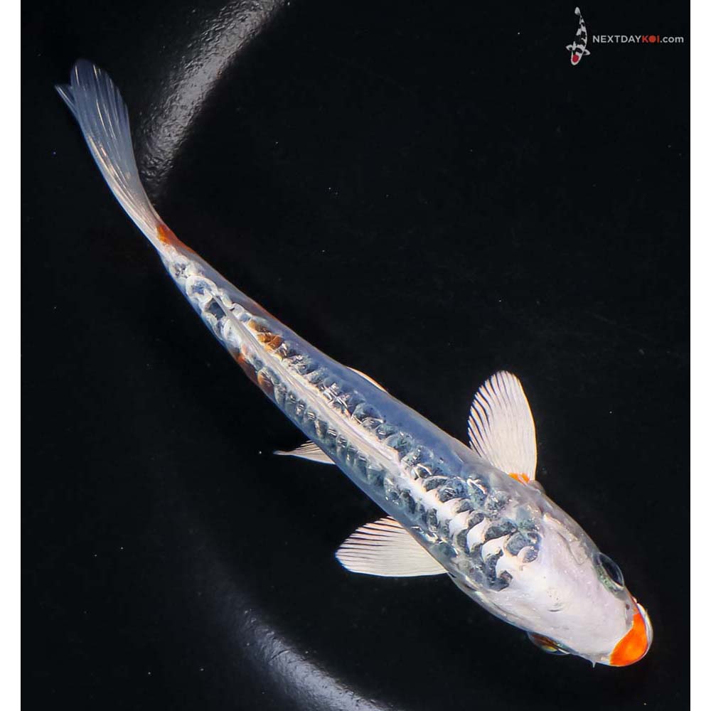 6” Imported Doitsu Blue Kujaku - Image 3