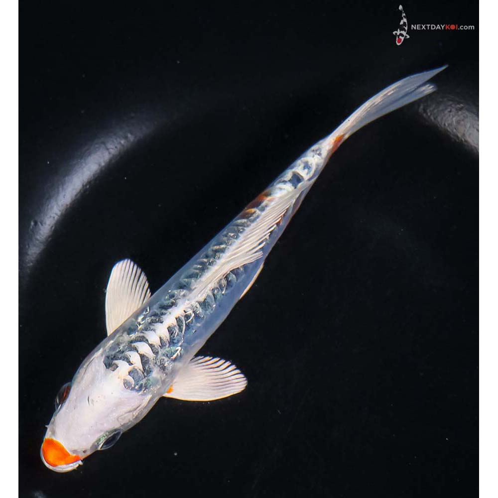 6” Imported Doitsu Blue Kujaku - Image 5