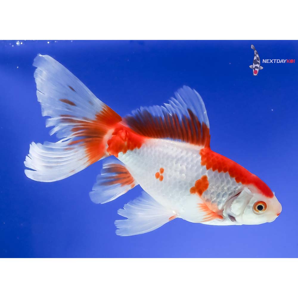 6.5” Imported Bristol Finned Sarasa Comet