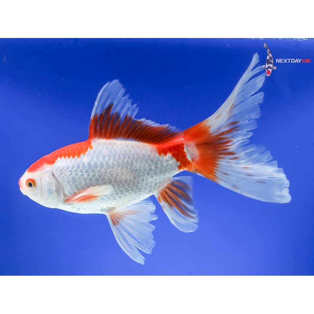6.5” Imported Bristol Finned Sarasa Comet - Image 2