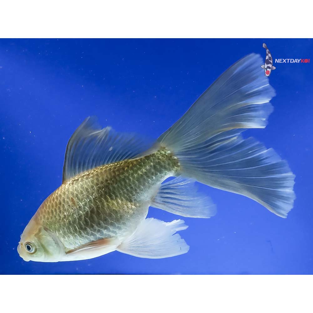 7” Imported Bristol Finned Chocolate Comet - Image 2