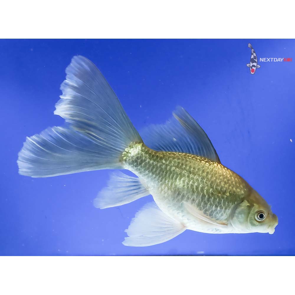 7” Imported Bristol Finned Chocolate Comet - Image 4