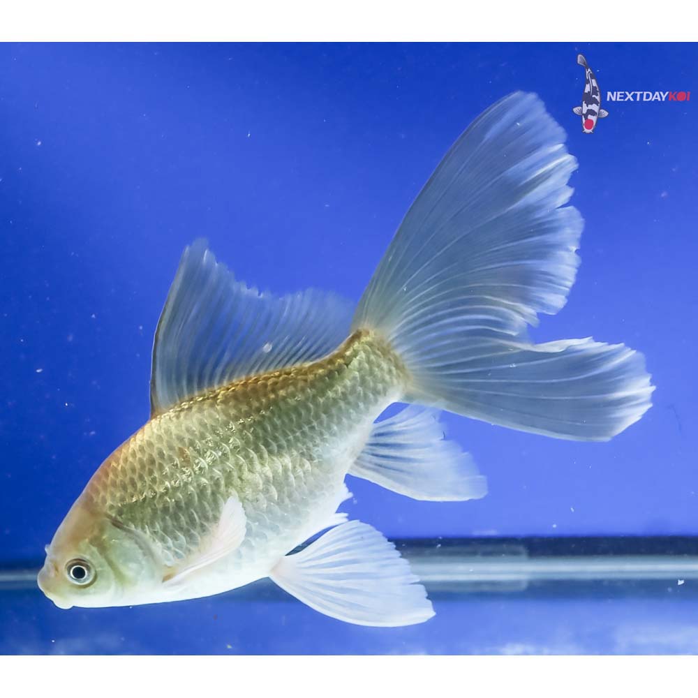 7” Imported Bristol Finned Chocolate Comet - Image 5