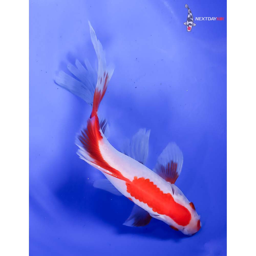 6.5” Imported Bristol Finned Sarasa Comet - Image 3