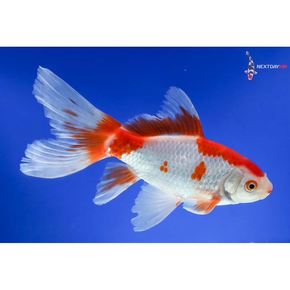 6.5” Imported Bristol Finned Sarasa Comet - Image 4