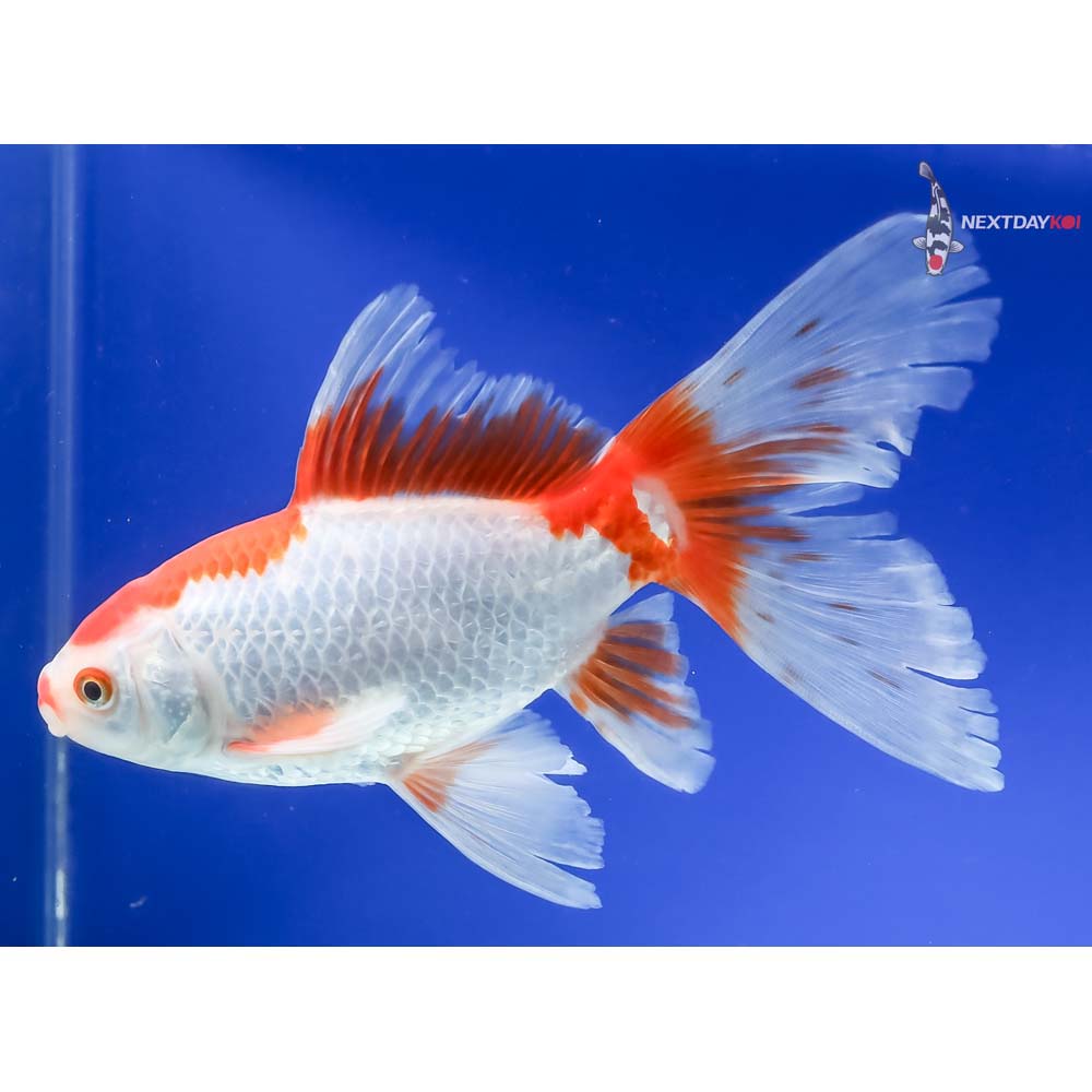6.5” Imported Bristol Finned Sarasa Comet - Image 5