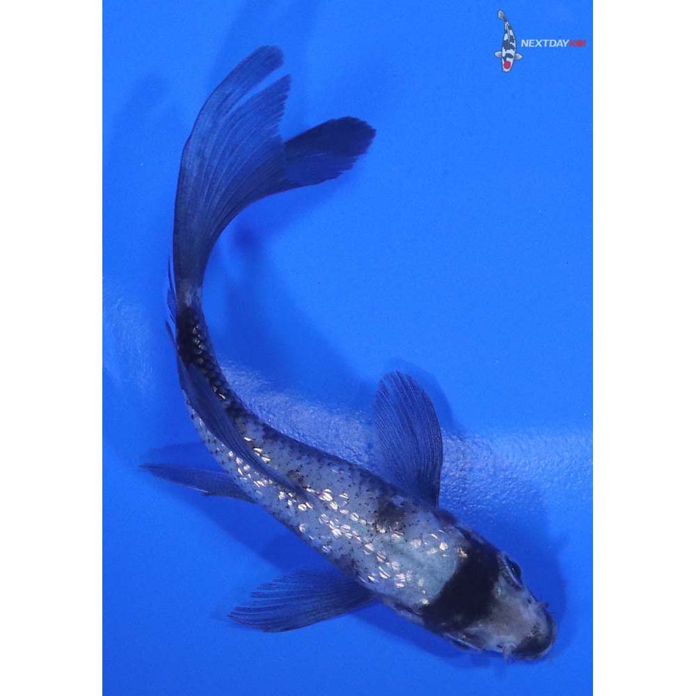 3.5" Imported Gin Rin Matsukawabakke Butterfly Koi