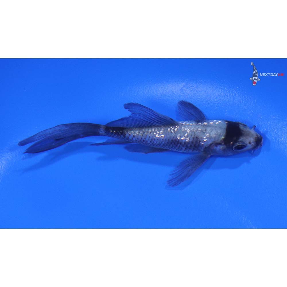 3.5" Imported Gin Rin Matsukawabakke Butterfly Koi - Image 2