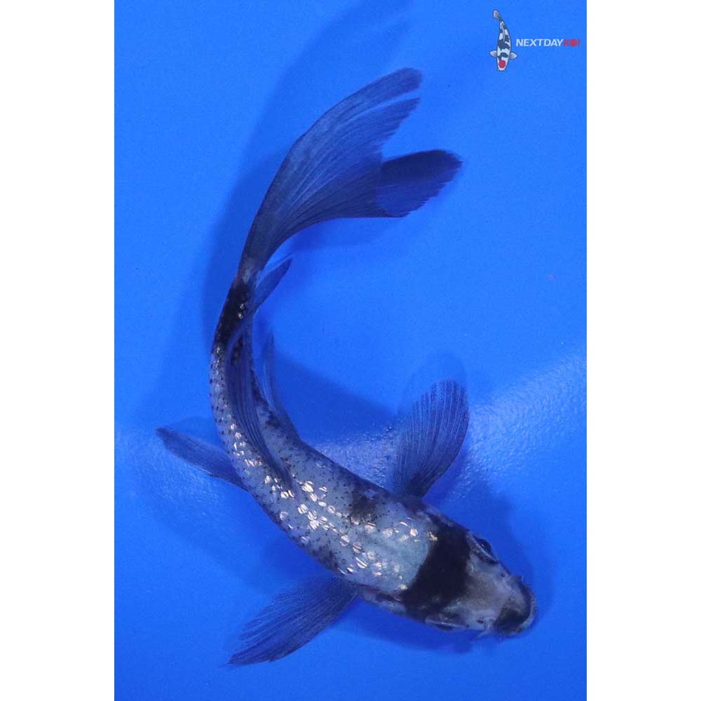 3.5" Imported Gin Rin Matsukawabakke Butterfly Koi - Image 3