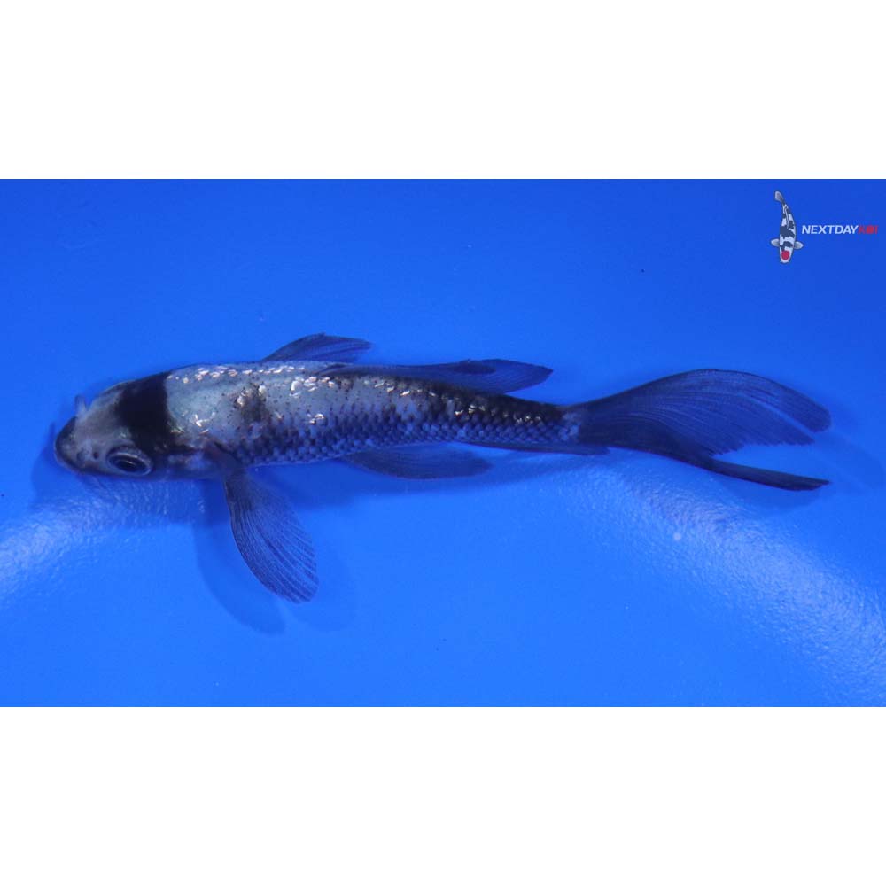 3.5" Imported Gin Rin Matsukawabakke Butterfly Koi - Image 4