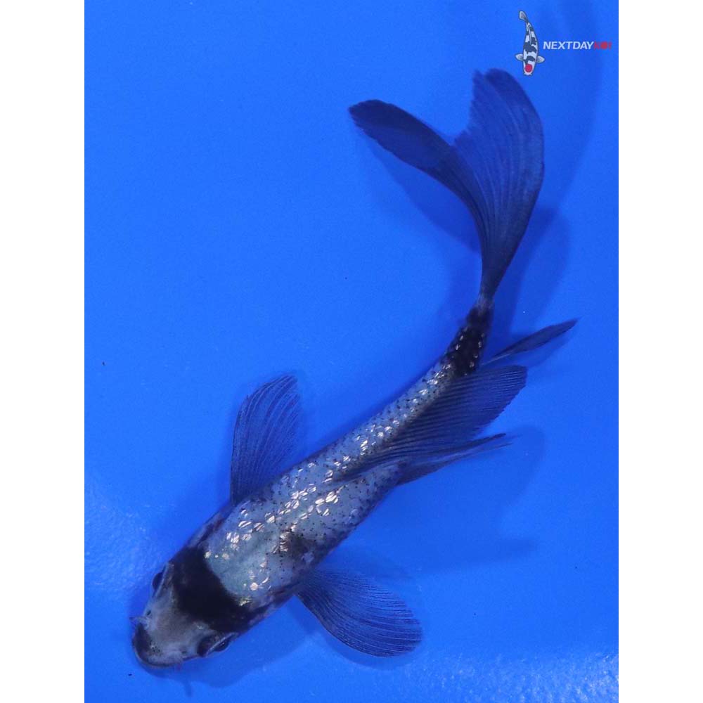 3.5" Imported Gin Rin Matsukawabakke Butterfly Koi - Image 5