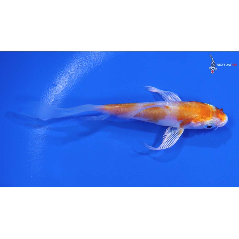 3.5" Imported Kikusui Butterfly Koi - Image 2
