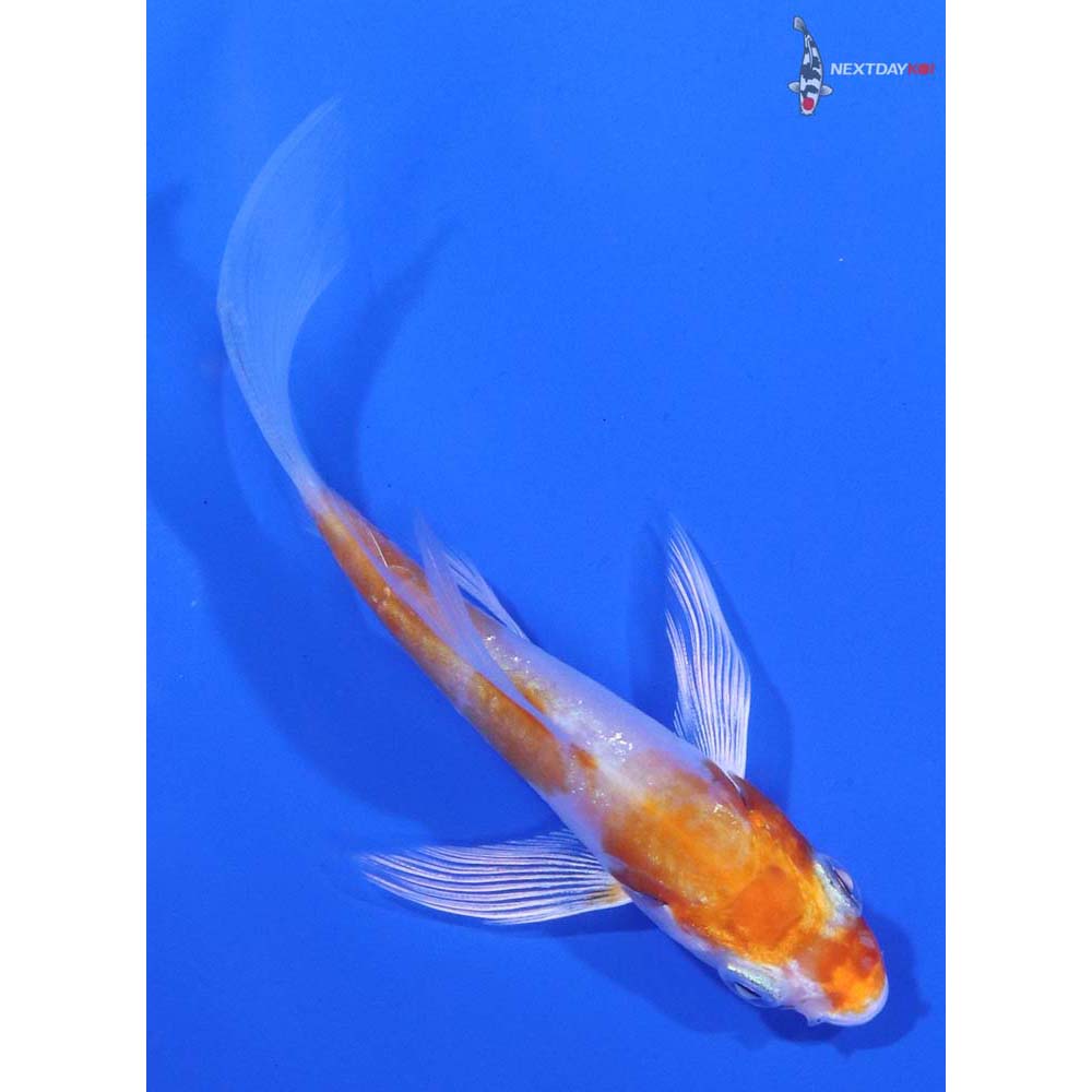 3.5" Imported Kikusui Butterfly Koi - Image 3