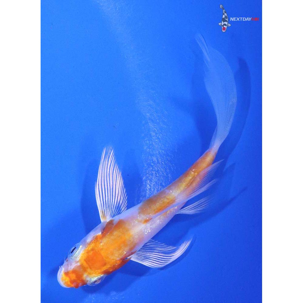 3.5" Imported Kikusui Butterfly Koi - Image 5