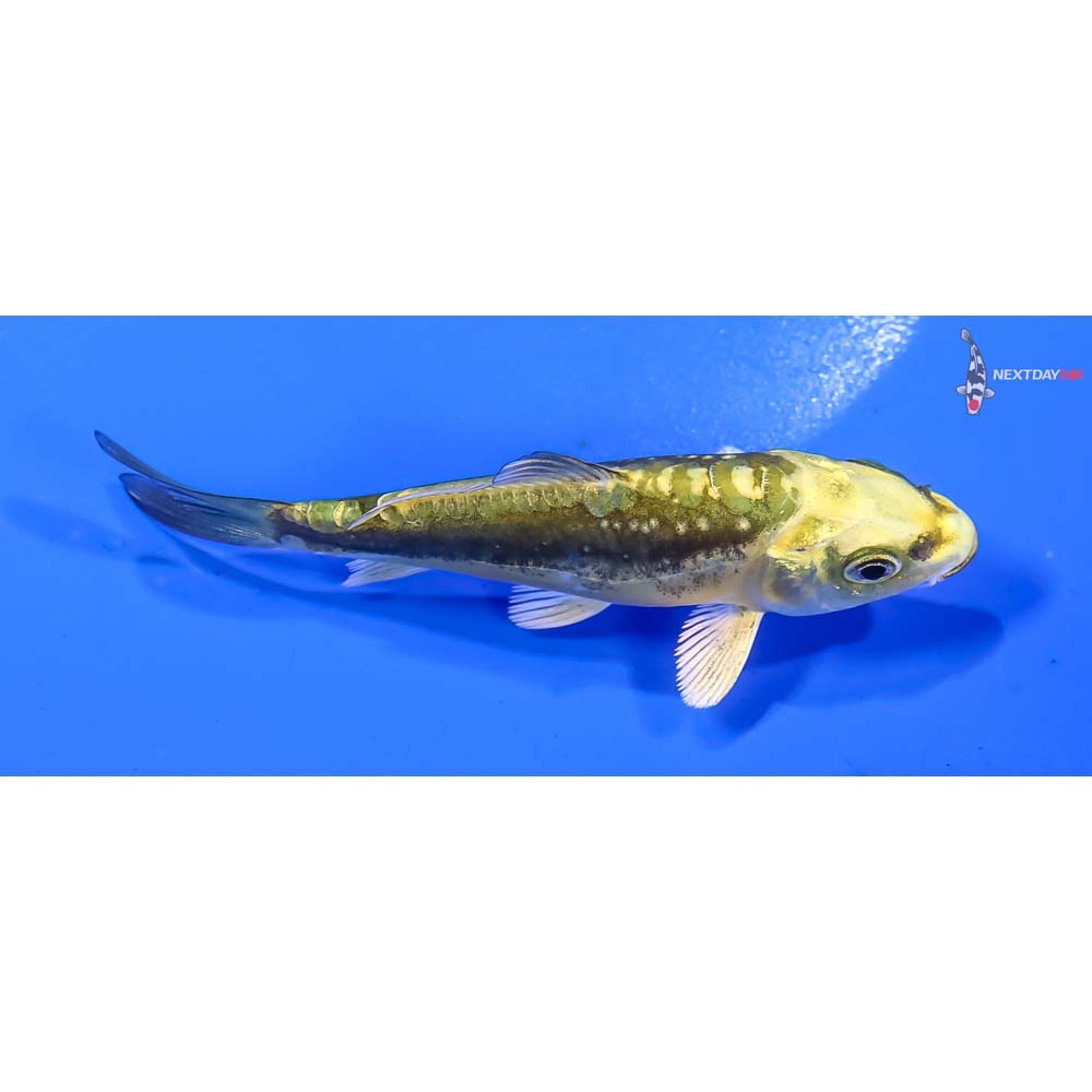 3.5” Imported Kin Kikokuryu - Image 2