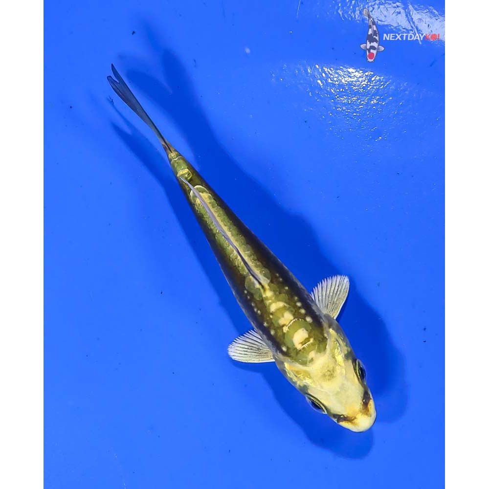 3.5” Imported Kin Kikokuryu - Image 3