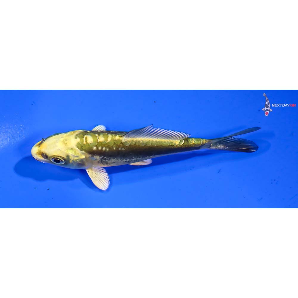 3.5” Imported Kin Kikokuryu - Image 4