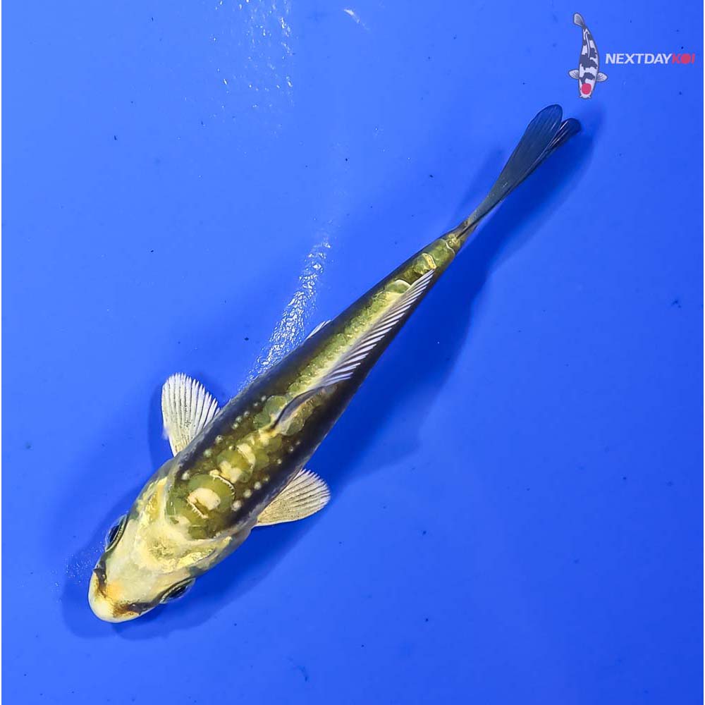 3.5” Imported Kin Kikokuryu - Image 5