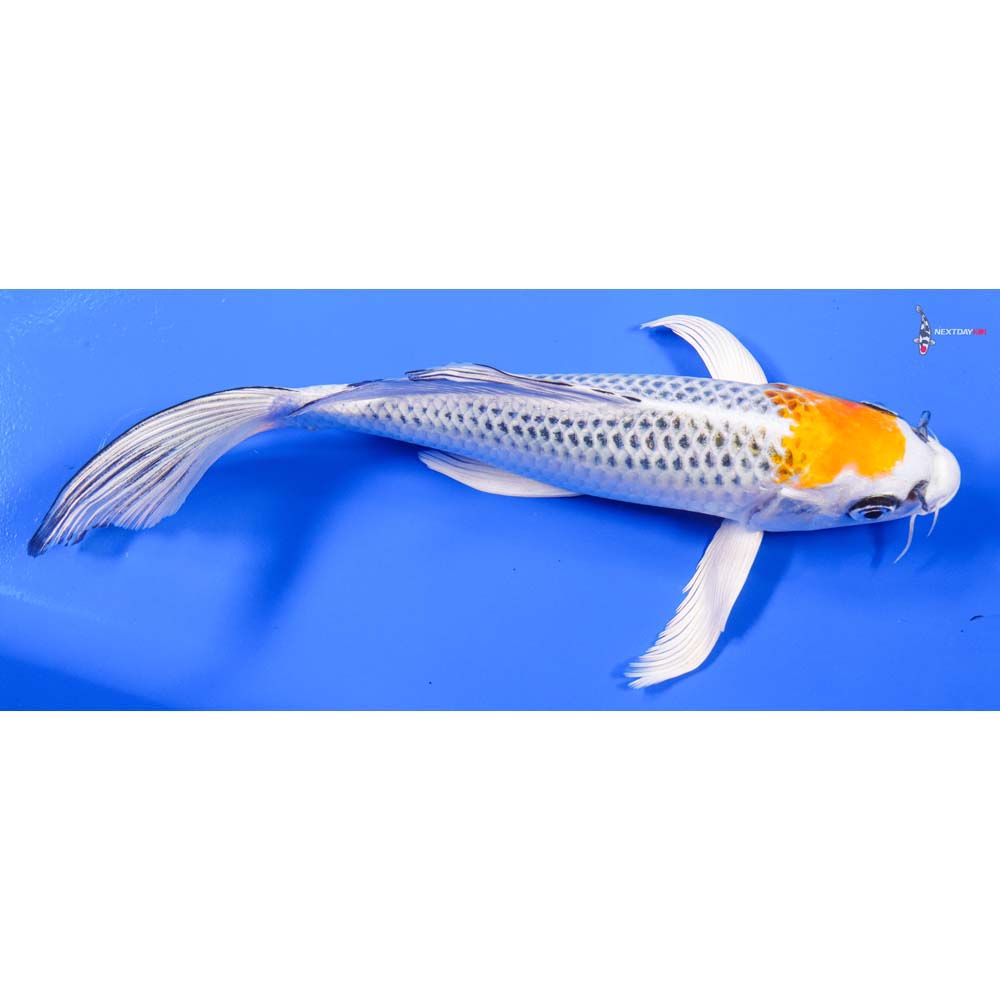 8” Imported Kujaku Butterfly Koi - Image 2