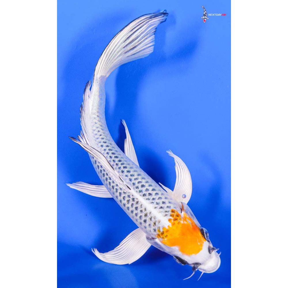 8” Imported Kujaku Butterfly Koi - Image 3
