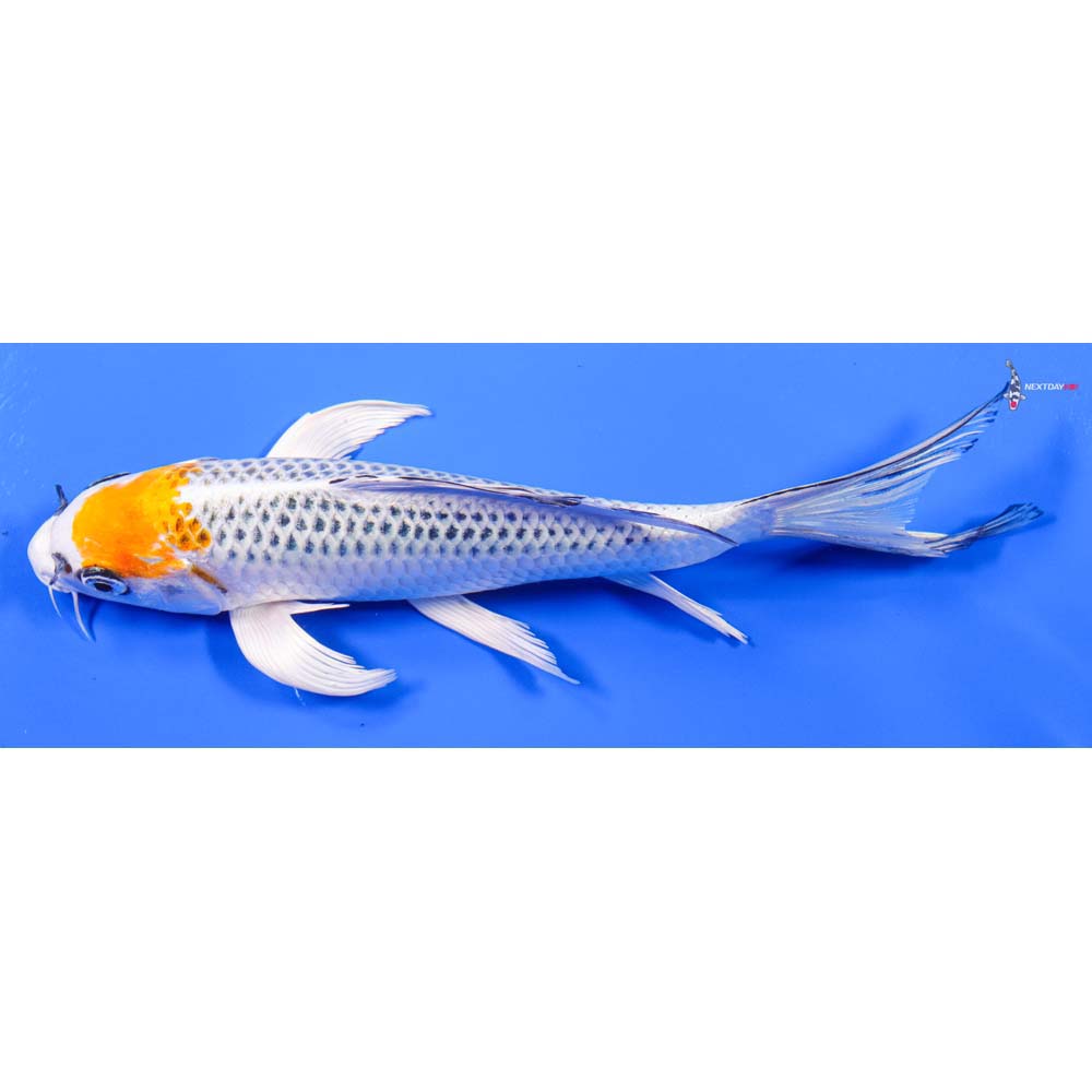 8” Imported Kujaku Butterfly Koi - Image 4