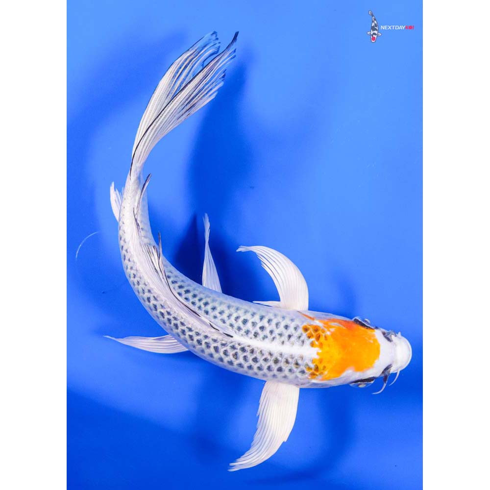 8” Imported Kujaku Butterfly Koi - Image 5