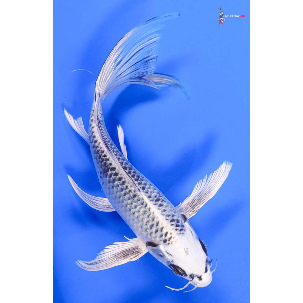 9” Imported Gin Matsuba Butterfly Koi