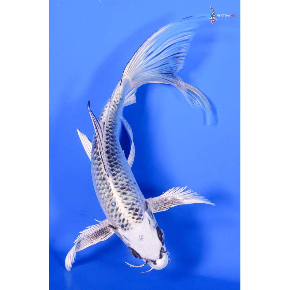 9” Imported Gin Matsuba Butterfly Koi - Image 3