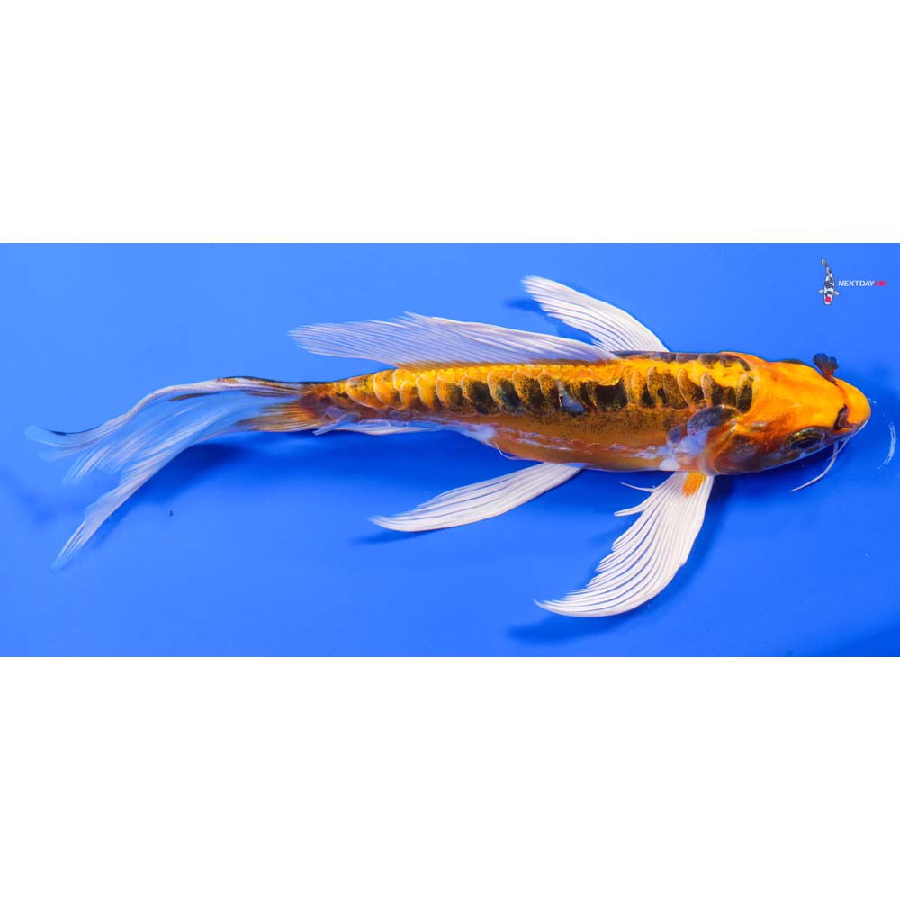 9” Imported Doitsu Kujaku Butterfly Koi - Image 2