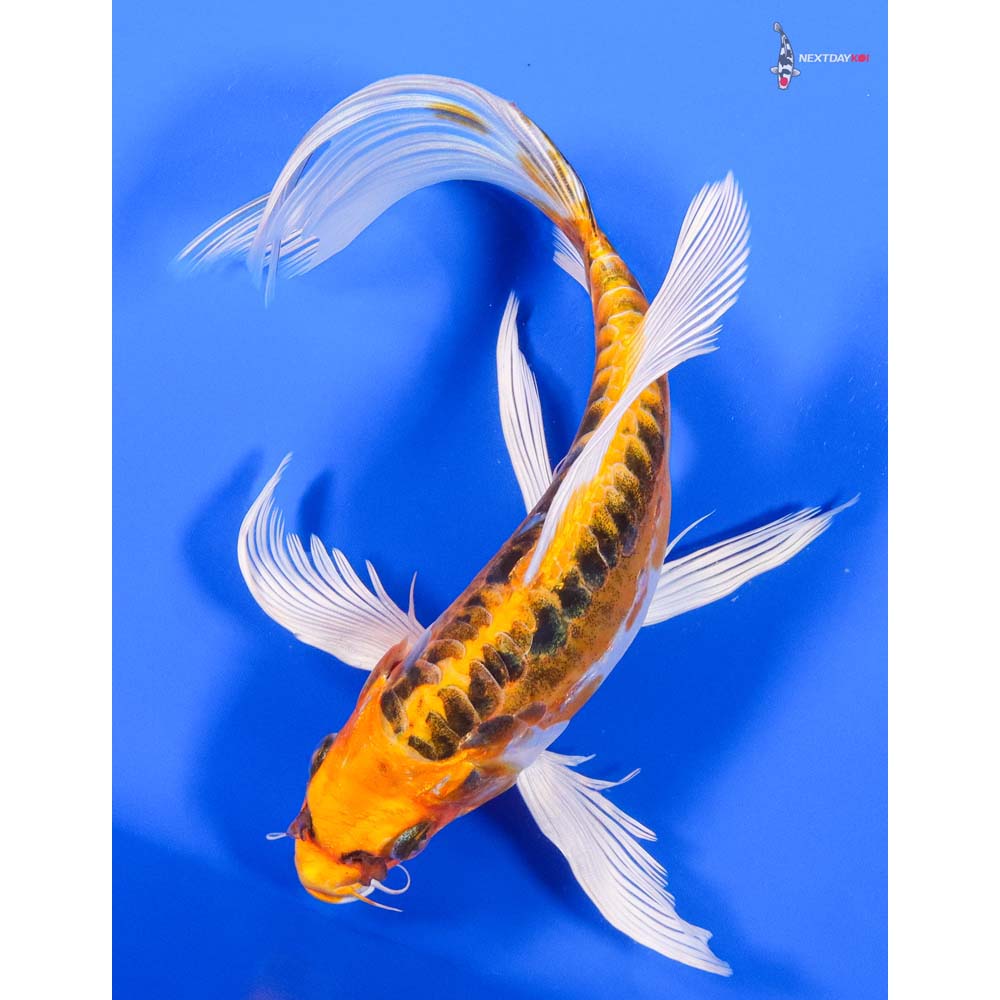 9” Imported Doitsu Kujaku Butterfly Koi - Image 3