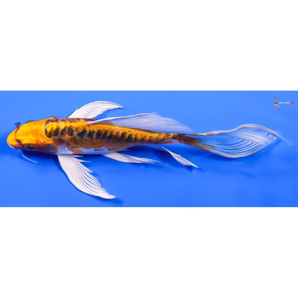 9” Imported Doitsu Kujaku Butterfly Koi - Image 4