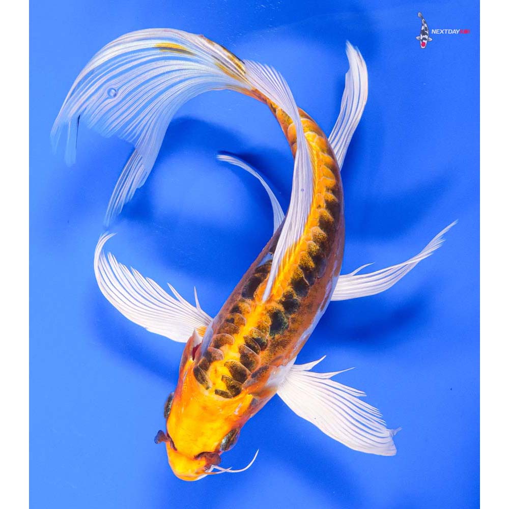 9” Imported Doitsu Kujaku Butterfly Koi - Image 5