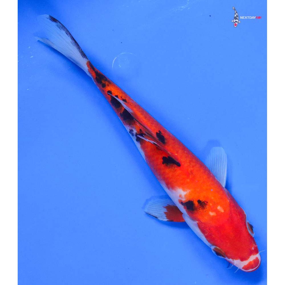 7.5” Imported Sanke - Image 3