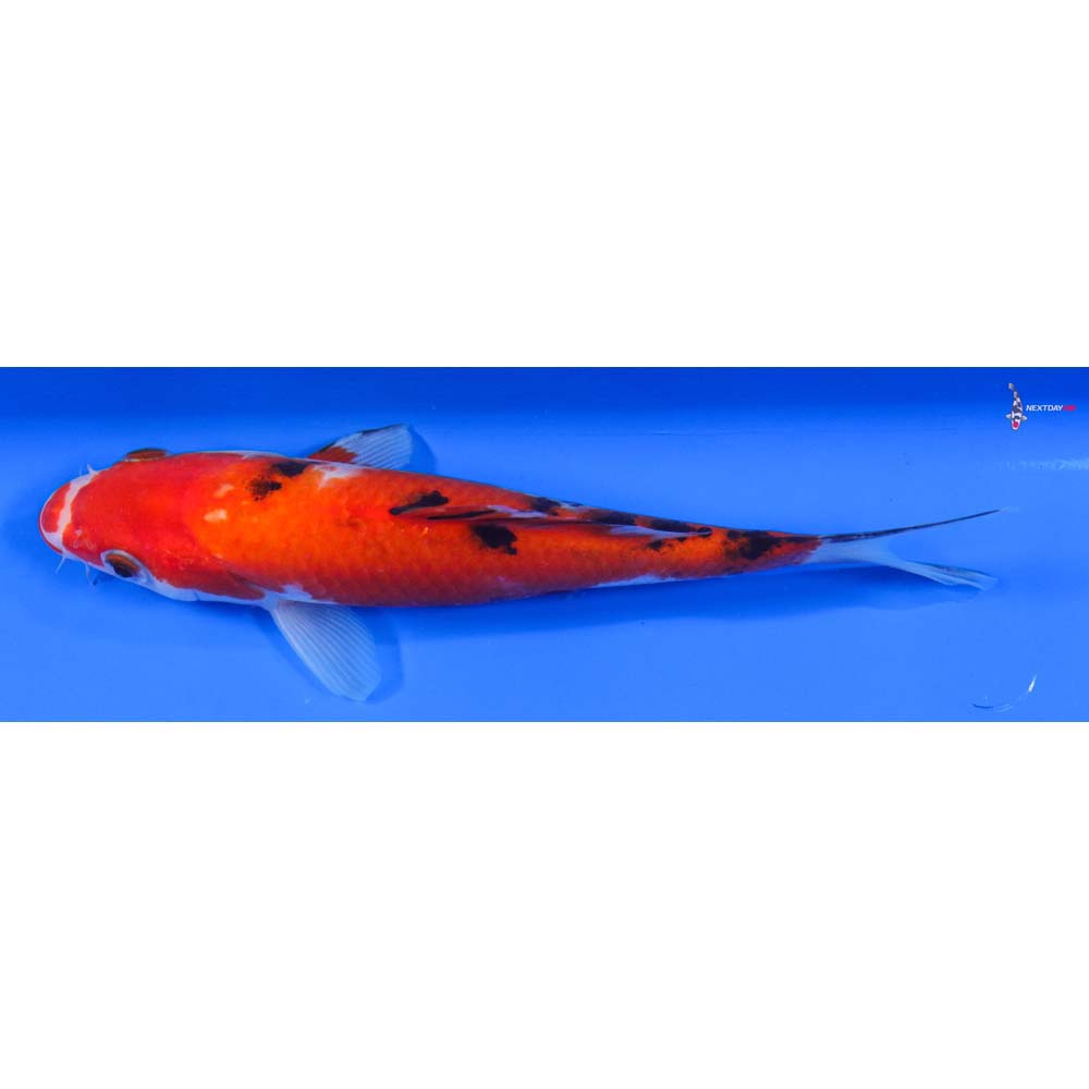 7.5” Imported Sanke - Image 4