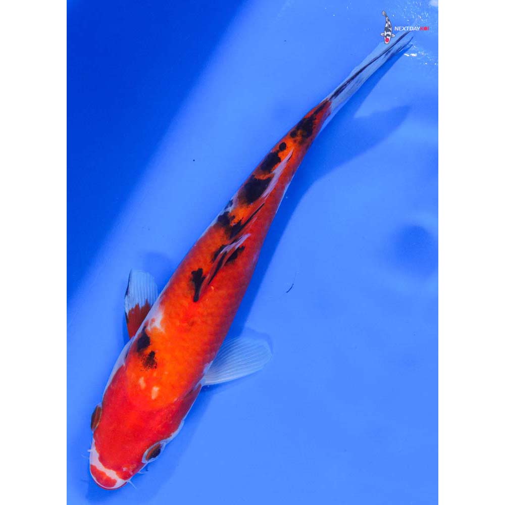 7.5” Imported Sanke - Image 5