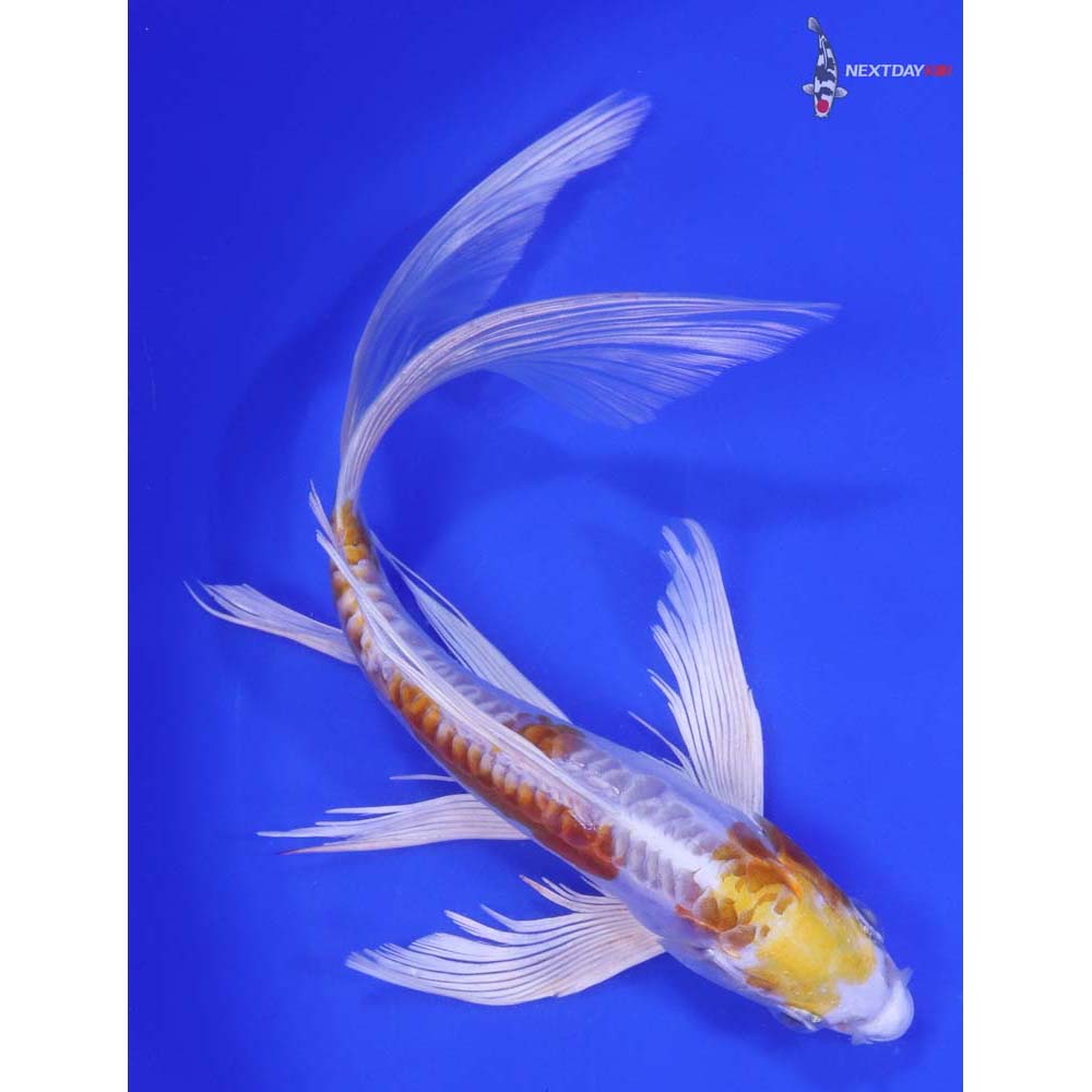 8.5" Imported Doitsu Lemon Hariwake Butterfly Koi