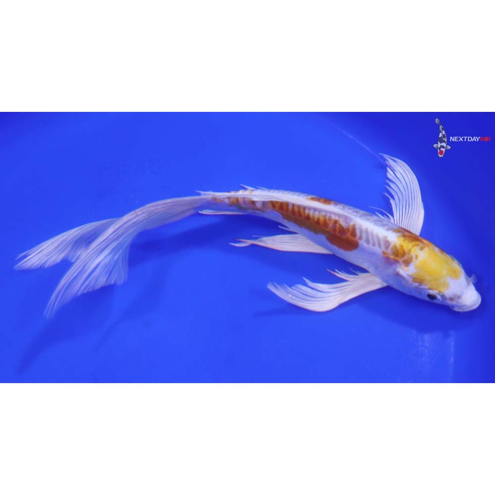 8.5" Imported Doitsu Lemon Hariwake Butterfly Koi - Image 2
