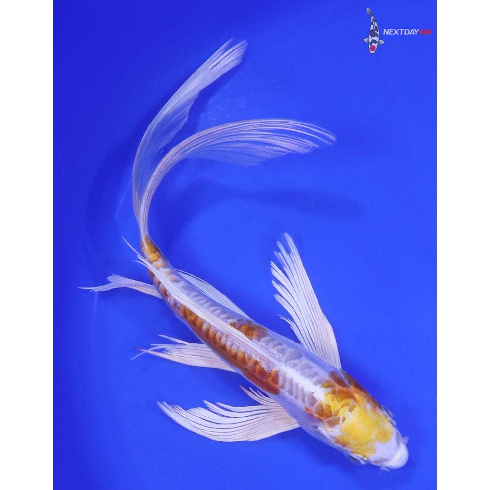 8.5" Imported Doitsu Lemon Hariwake Butterfly Koi - Image 3